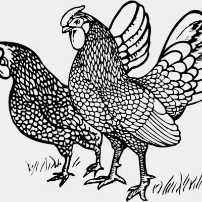 CHICK007 Thumbnail