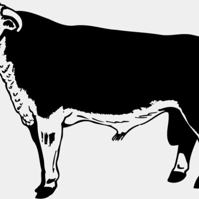 COW012 Thumbnail