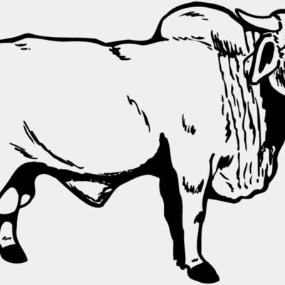 COW015 Thumbnail