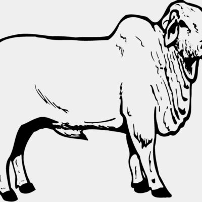 COW019 Thumbnail