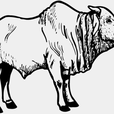 COW021 Thumbnail