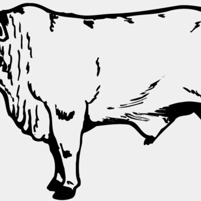 COW022 Thumbnail