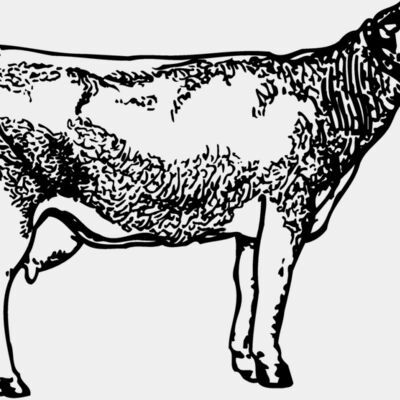COW033 Thumbnail