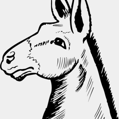 BURRO014 Thumbnail
