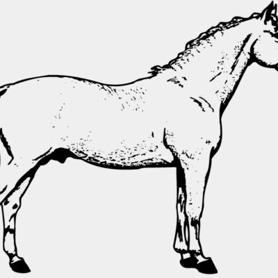 HORSE019 Thumbnail