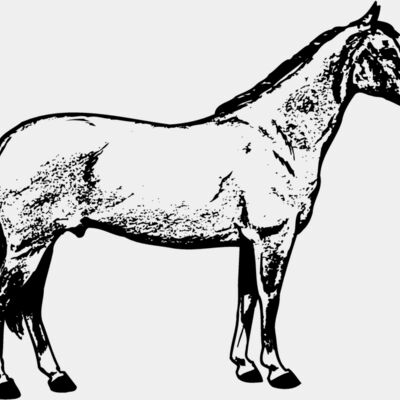 HORSE020 Thumbnail