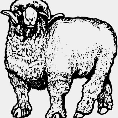 SHEEP001 Thumbnail