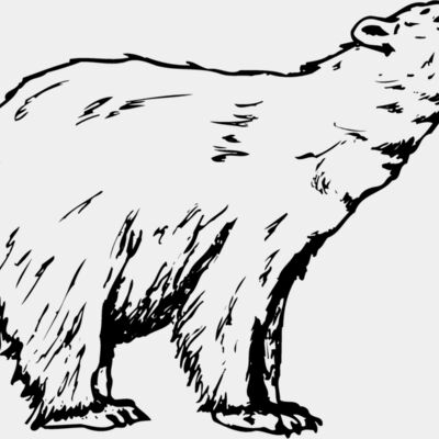 BEAR016 Thumbnail