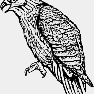 BIRD001 Thumbnail