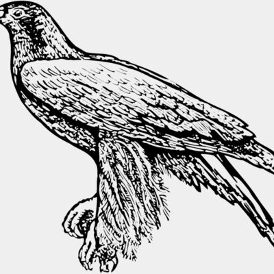 BIRD003 Thumbnail
