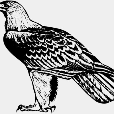 BIRD005 Thumbnail