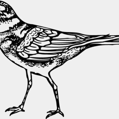 BIRD007 Thumbnail