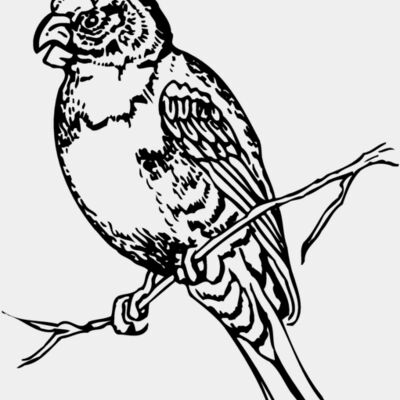 BIRD008 Thumbnail