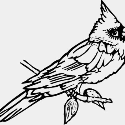 BIRD009 Thumbnail