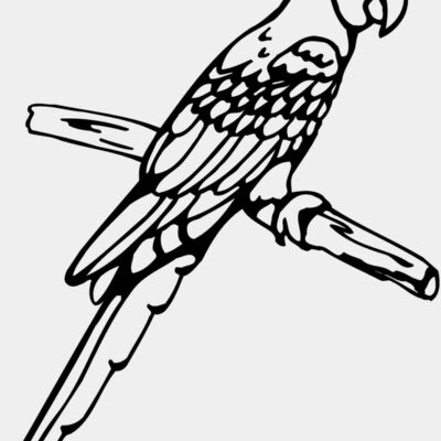 BIRD017 Thumbnail