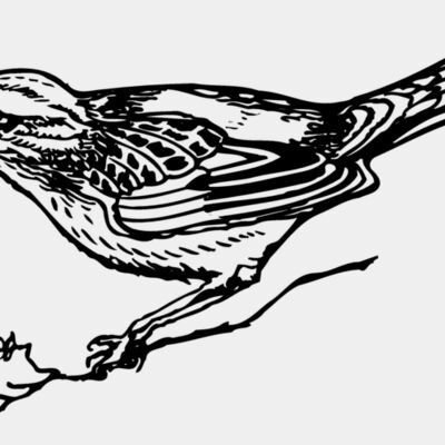 BIRD018 Thumbnail