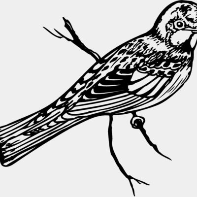 BIRD019 Thumbnail