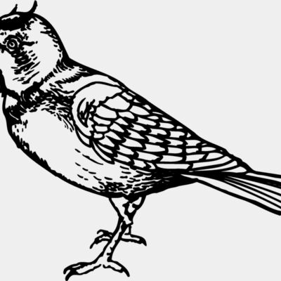 BIRD021 Thumbnail