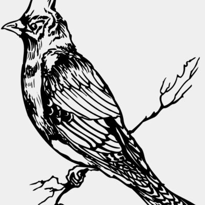 BIRD025 Thumbnail