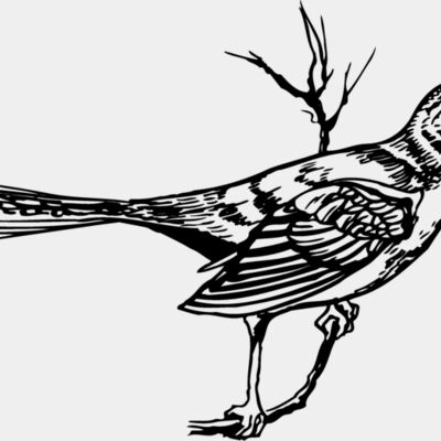 BIRD028 Thumbnail