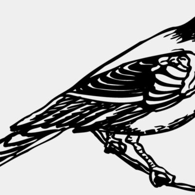 BIRD030 Thumbnail