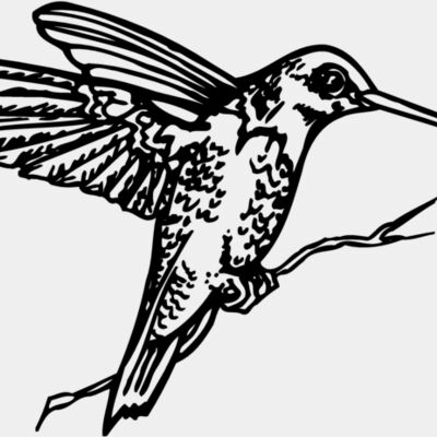 BIRD033 Thumbnail
