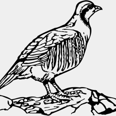 BIRD045 Thumbnail