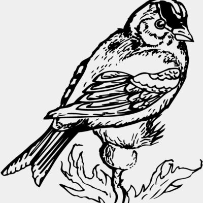 BIRD050 Thumbnail