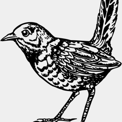 BIRD052 Thumbnail