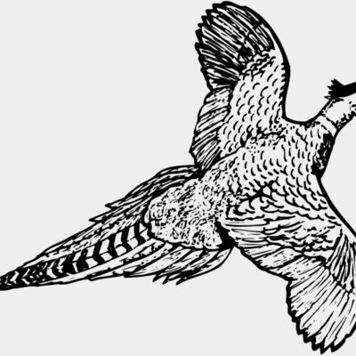 BIRD056 Thumbnail