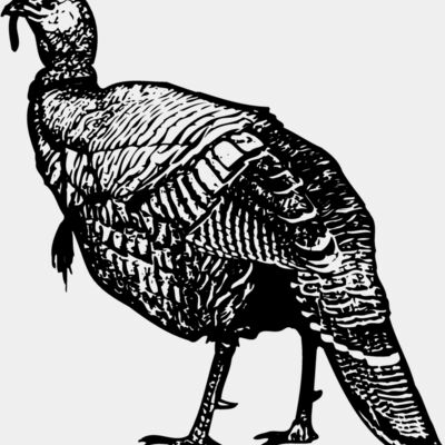 BIRD059 Thumbnail