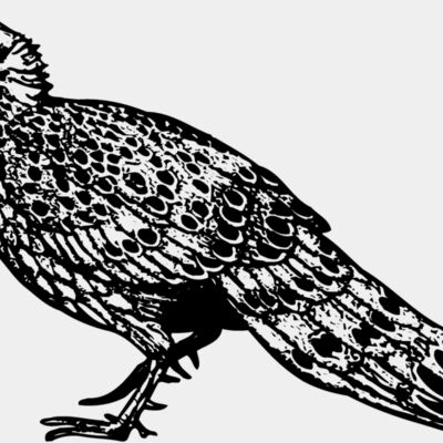 BIRD064 Thumbnail