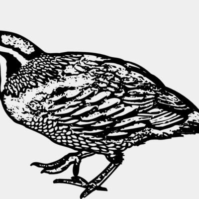 BIRD068 Thumbnail
