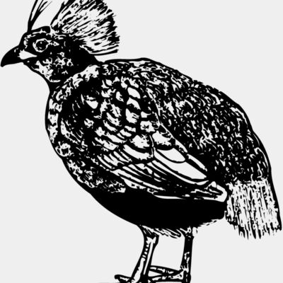 BIRD070 Thumbnail