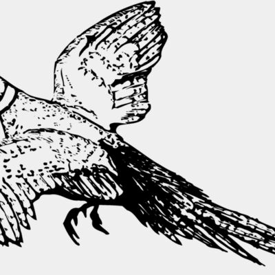 BIRD076 Thumbnail