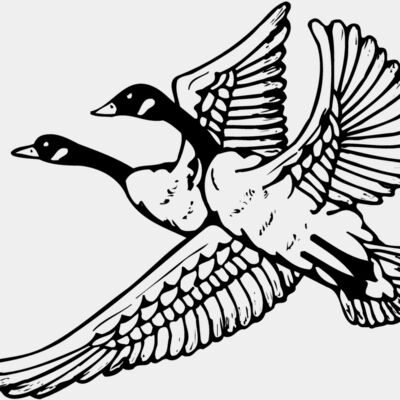 BIRD077 Thumbnail