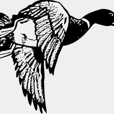 BIRD083 Thumbnail