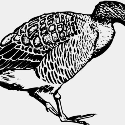 BIRD091 Thumbnail
