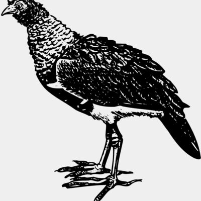 BIRD092 Thumbnail
