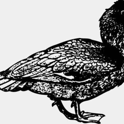 BIRD097 Thumbnail