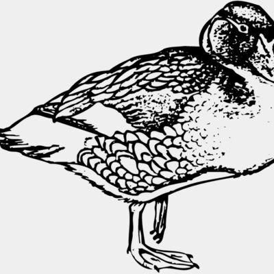 BIRD098 Thumbnail