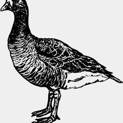 BIRD105 Thumbnail