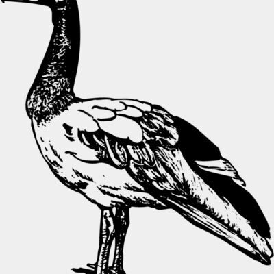 BIRD106 Thumbnail
