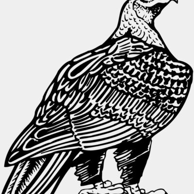 EAGLE018 Thumbnail