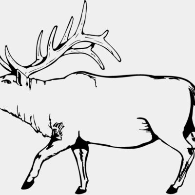 DEER004 Thumbnail