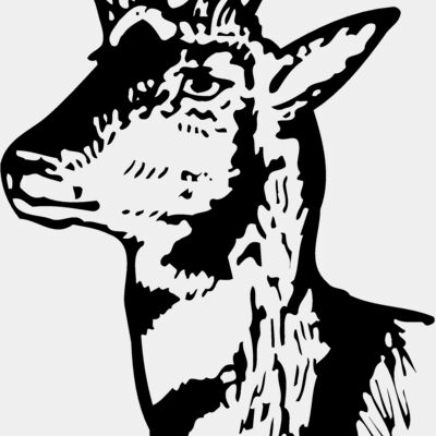 DEER013 Thumbnail