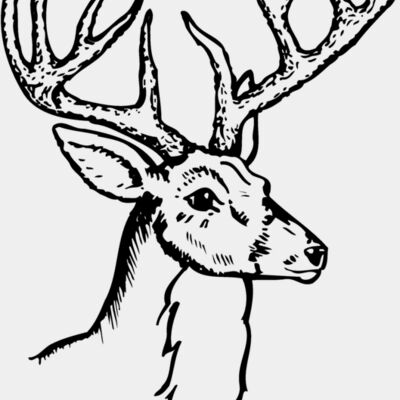 DEER017 Thumbnail