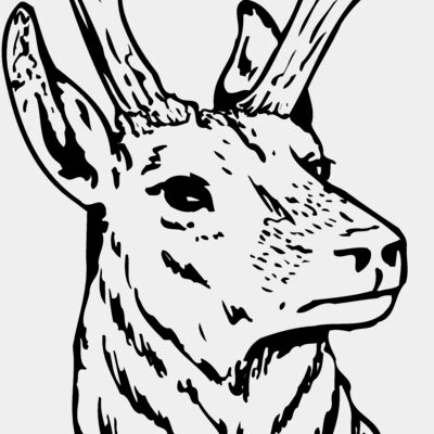 DEER023 Thumbnail