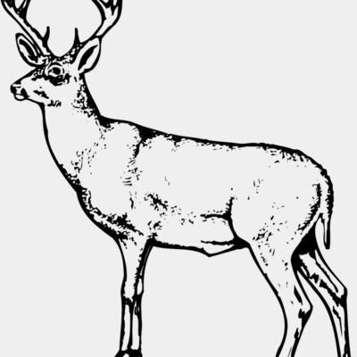 DEER026 Thumbnail