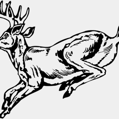 DEER027 Thumbnail